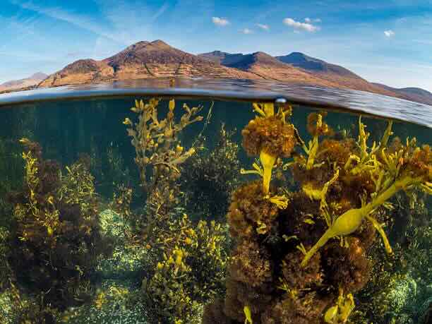 إتقان الغوص الاحترافي: الفيزياء، وعلم وظائف الأعضاء، والمعدات، والبيئة، والمهارات