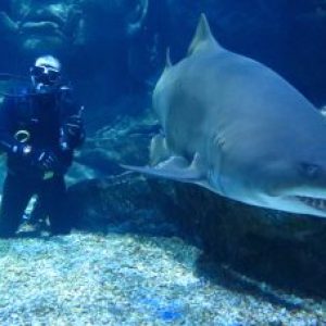 Profile photo of Popeye